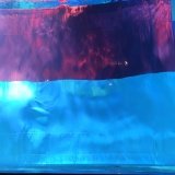 Merayakan kemerdekaan Republik Indonesia yang ke-77 Jakarta Aquarium & Safari dengan pengibaran Bendera Merah Putih di dalam aquarium besar bersama putri duyung