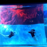 Merayakan kemerdekaan Republik Indonesia yang ke-77 Jakarta Aquarium & Safari dengan pengibaran Bendera Merah Putih di dalam aquarium besar bersama putri duyung