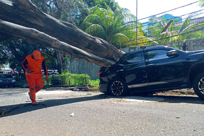 Mobil Tertimpa Pohon Aktualitas Id