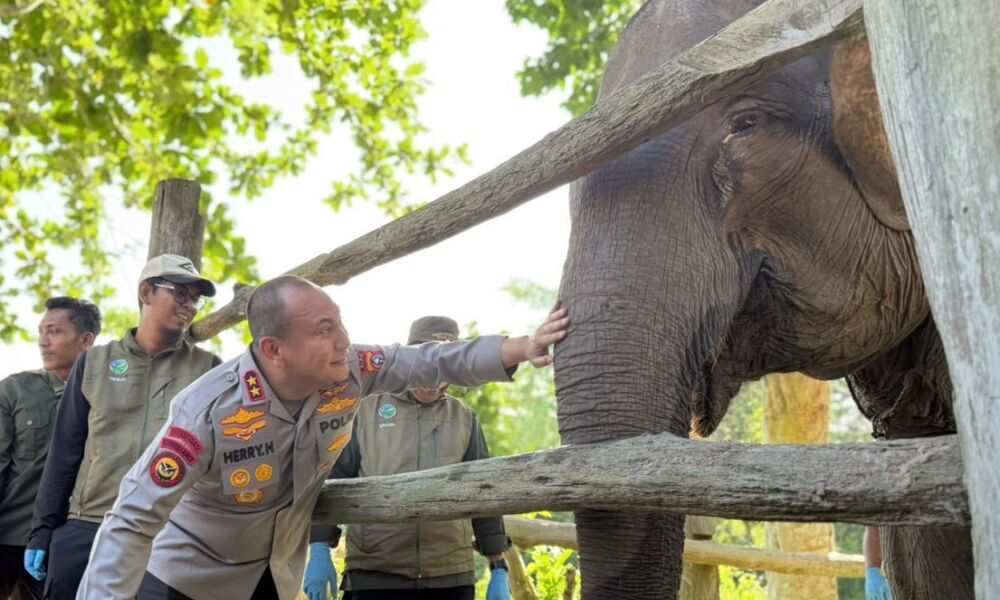 Kapolda Riau bersama anak gajah betina Nona Seroja yang lahir di Taman Nasional Tesso Nilo, Riau.