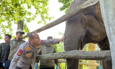 Kapolda Riau bersama anak gajah betina Nona Seroja yang lahir di Taman Nasional Tesso Nilo, Riau.