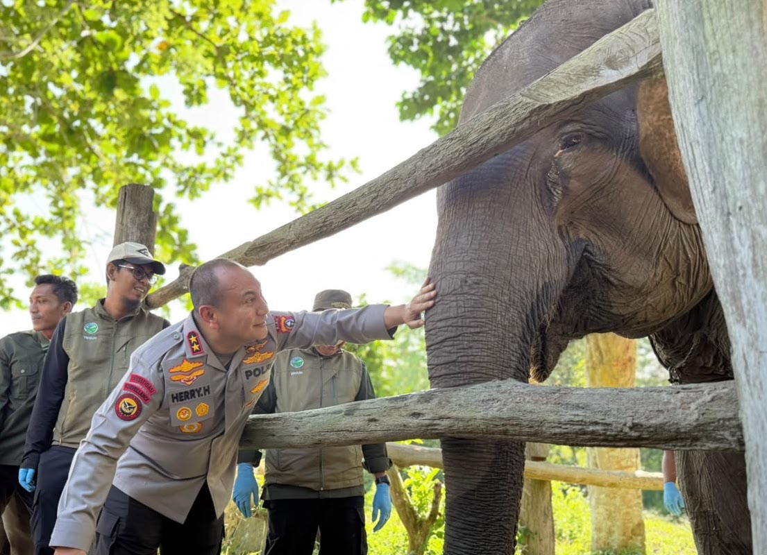 Kapolda Riau bersama anak gajah betina Nona Seroja yang lahir di Taman Nasional Tesso Nilo, Riau.